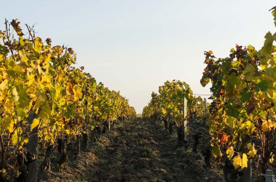 Sự khác biệt giữa 2 bờ: bờ trái và bờ phải Bordeaux 2 Left bank vineyard