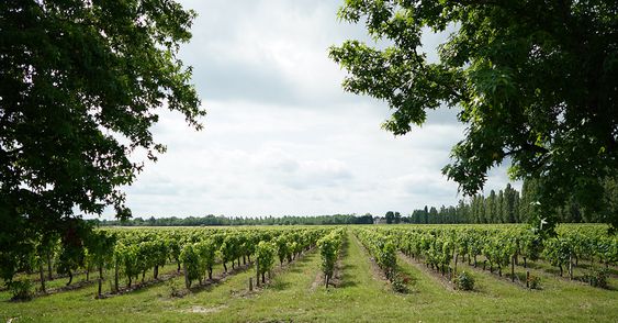 Sự khác biệt giữa 2 bờ: bờ trái và bờ phải Bordeaux 5 Left - Bank Châteaux