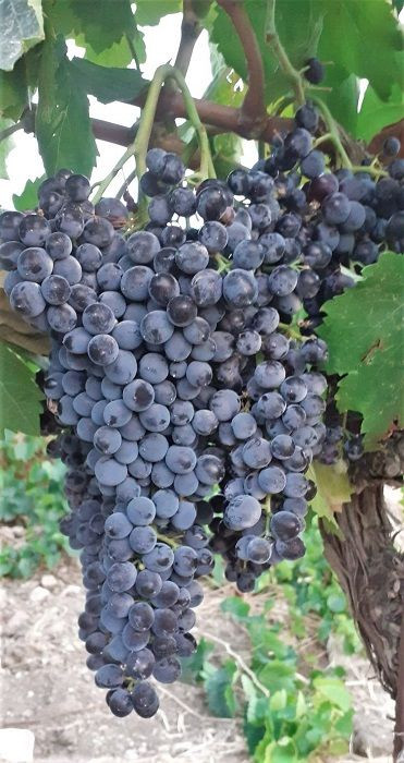 Nero d’Avola