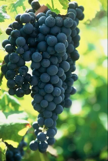 Primitivo / Zinfandel