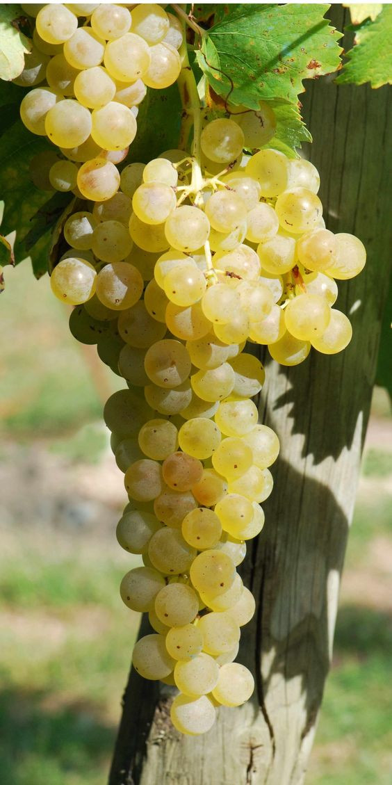Trebbiano
