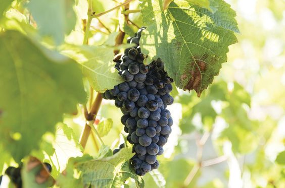 Nho rượu vang Tây Ban Nha