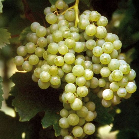 Malvasia