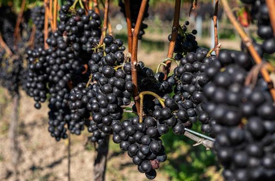 Nho Gamay (Gemay) - Beaujolais 1 Nho Gemay