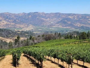 Các Vùng Rượu Vang Trọng Điểm Của Thế Giới