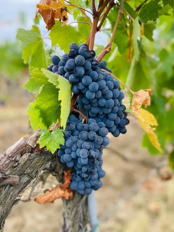 Sangiovese